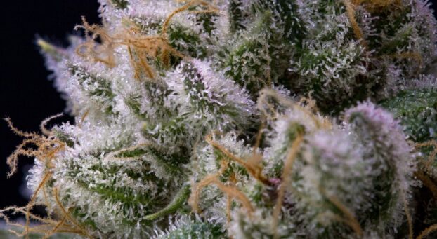 Terpenes in CBD