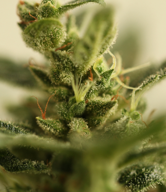 CBD plant up close