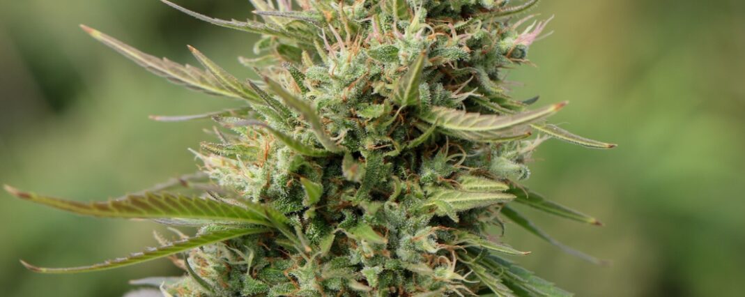 Growing CBD plant