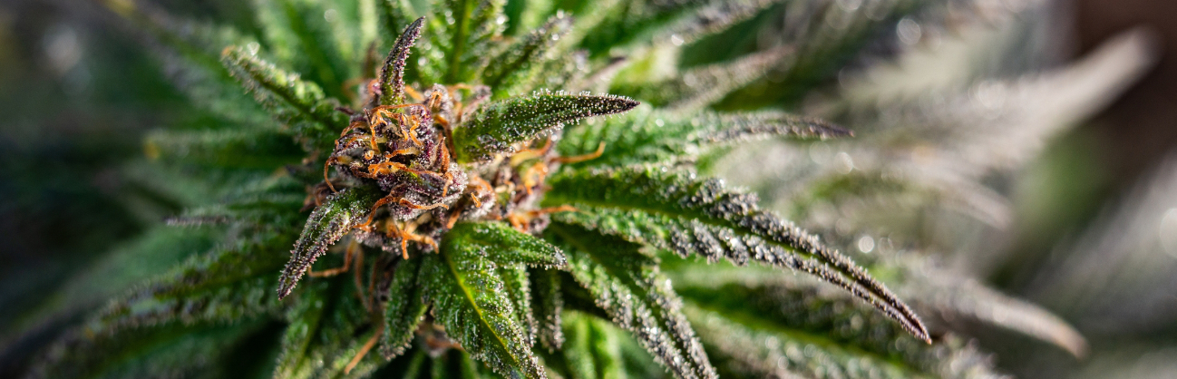 Hemp plant up close