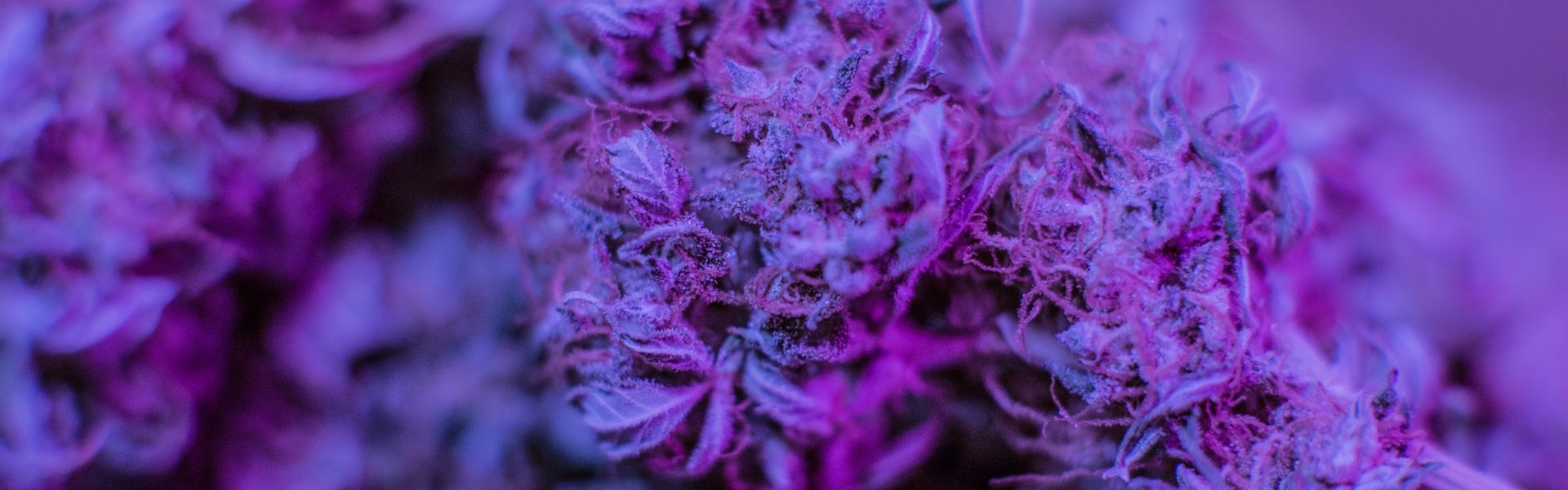 CBD Flowers - purple