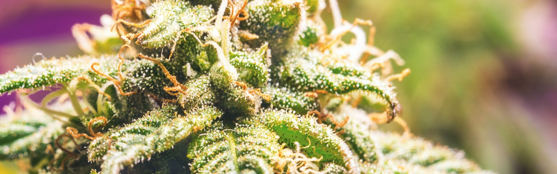 CBD Plant Flower