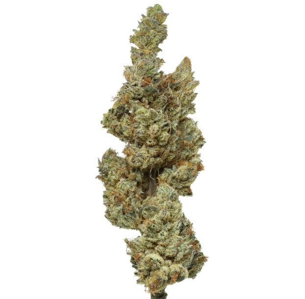 Flow Gardens USA Grown Wizard of Oz CBD Flower bud on white background