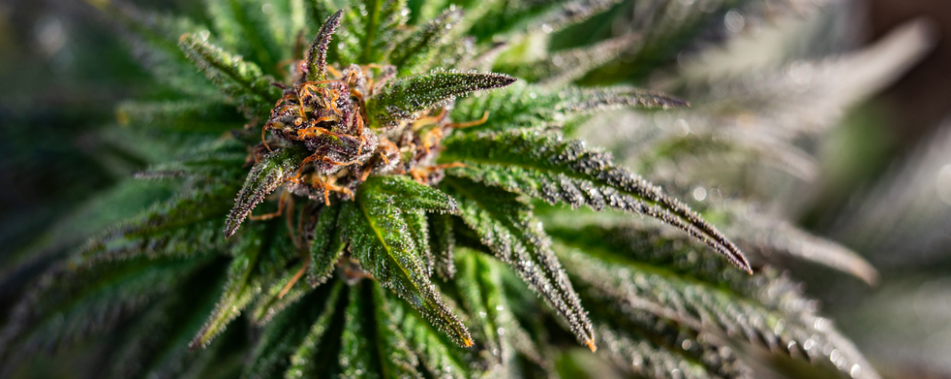 CBD plant zoomed in