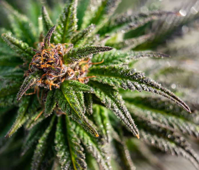 CBD plant zoomed in