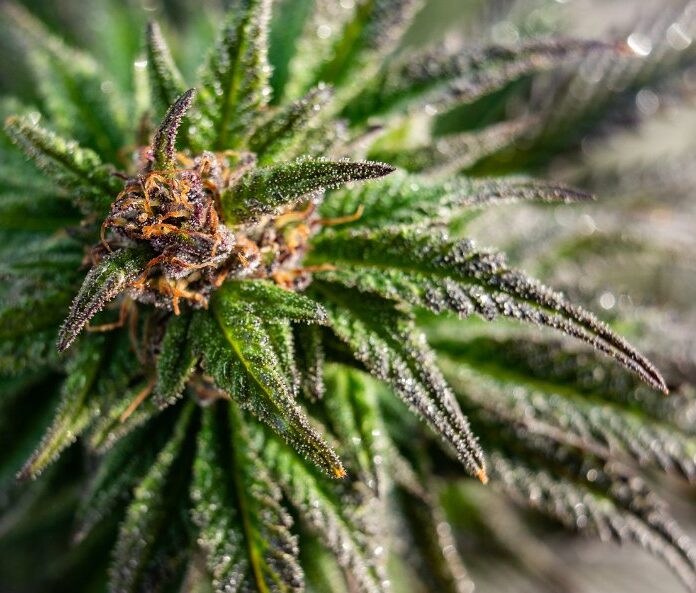 CBD hemp plant