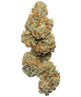CBD Flow Gardens USA – Mango Tree CBD Flower bud on white background