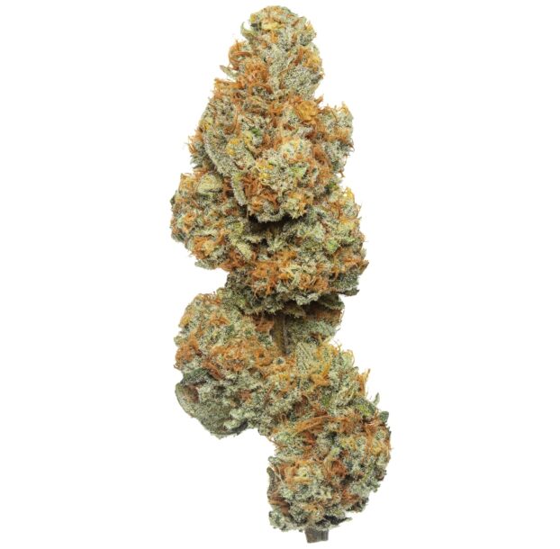 CBD Flow Gardens USA – Mango Tree CBD Flower bud on white background