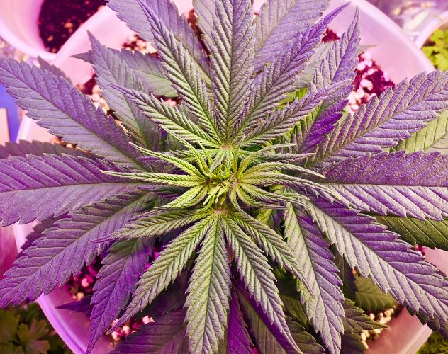 CBD plant top down