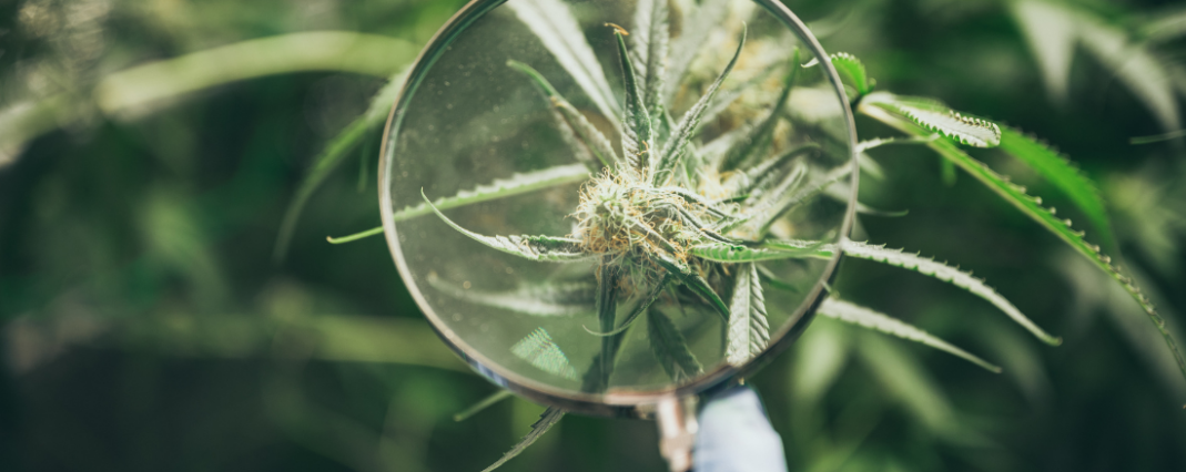 CBD hemp plant through a magnifying glass