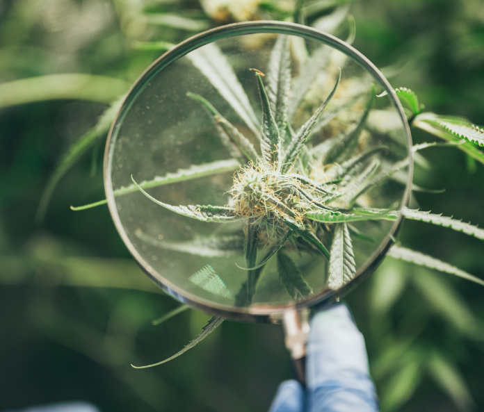 CBD hemp plant through a magnifying glass