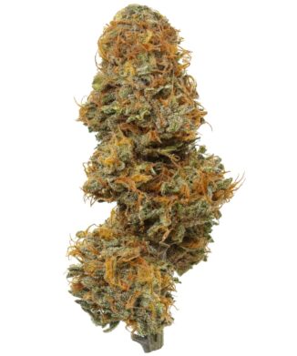 Flow Gardens USA Grown CBD Flower: Gassed Up (Bubba Gas x T1)