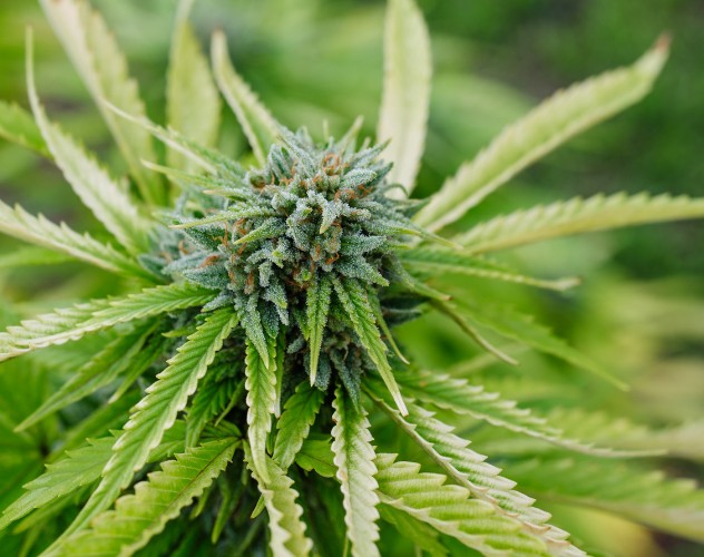 CBD flower