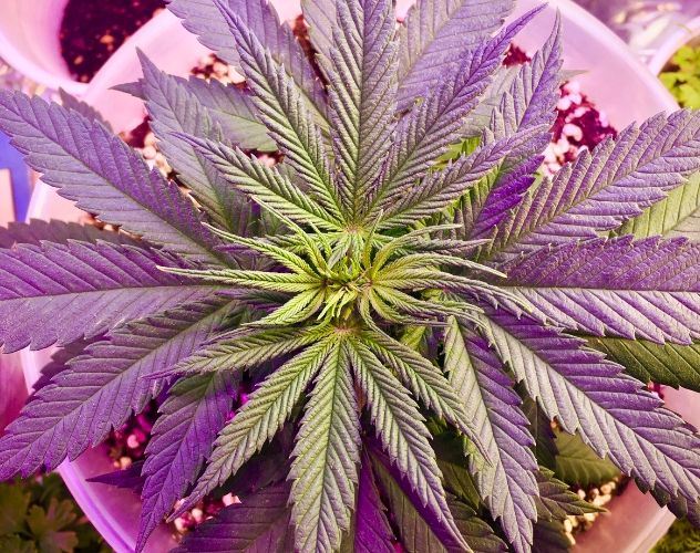 Birds eye view of a CBD plant