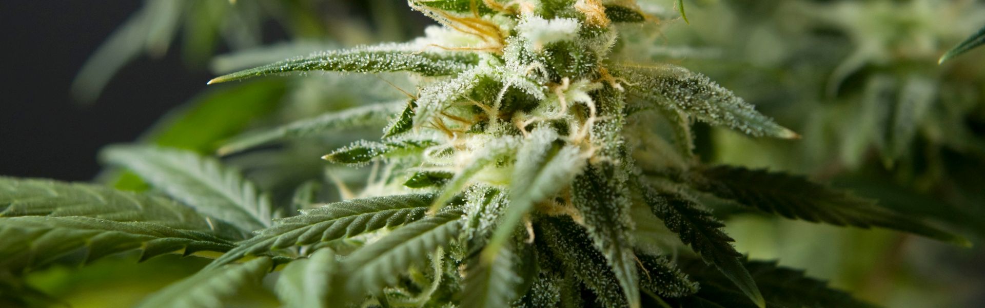 CBD flower