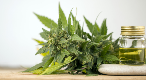 CBD hemp plant and oil pot on counter