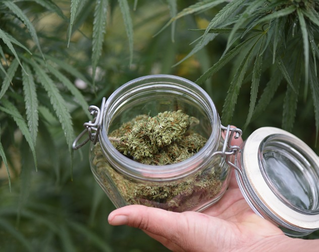 CBD flower buds held in an open glass jar