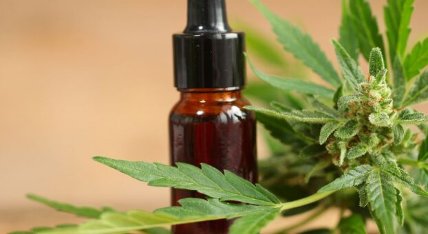 cbd oil bottle and hemp plant