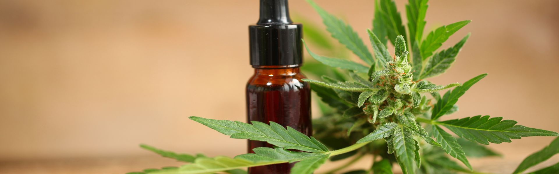 cbd oil bottle and hemp plant