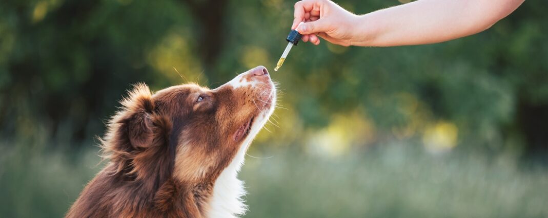 Administering CBD oil to dog