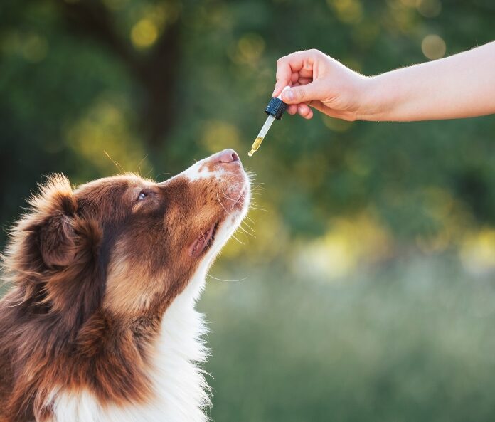 Administering CBD oil to dog