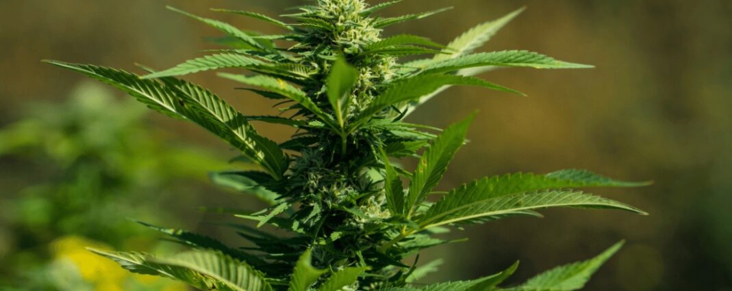 Hemp plant