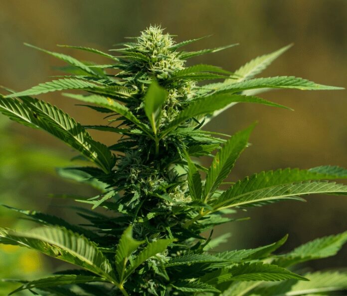 Hemp plant