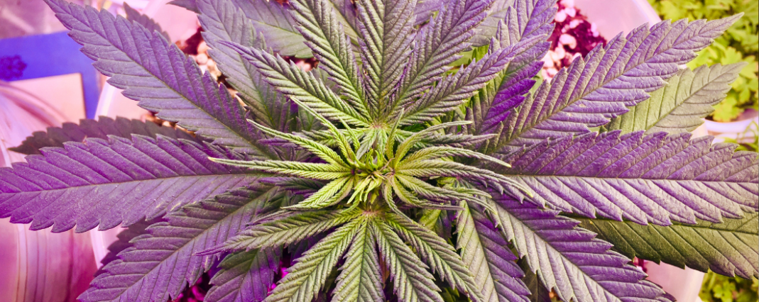 a close up of a CBD Hemp Flower