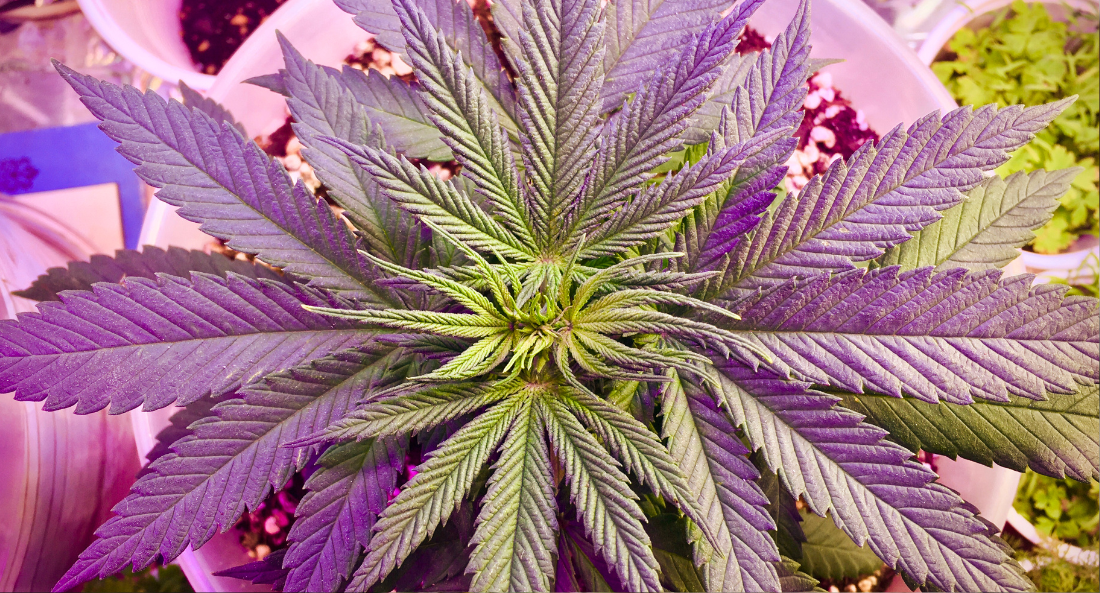 a close up of a CBD Hemp Flower
