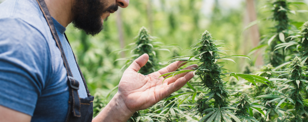 a man holding a CBD plant
