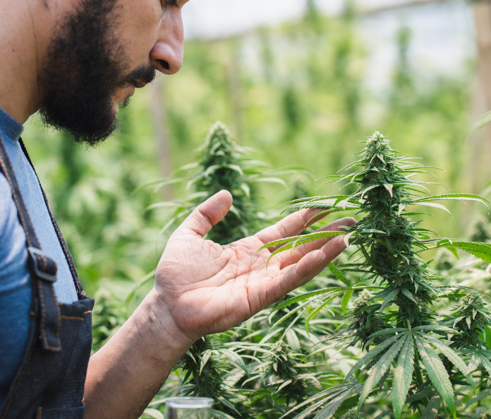 a man holding a CBD plant