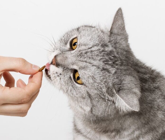 Person feeding cat cbd treats