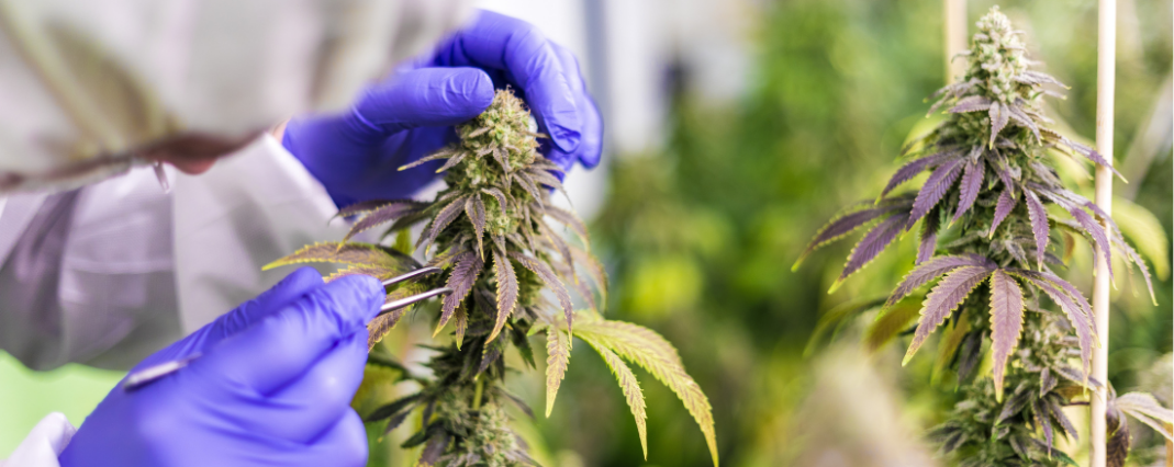 CBD plant cultivation