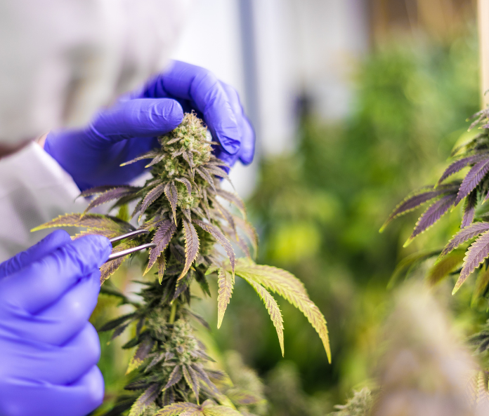CBD plant cultivation