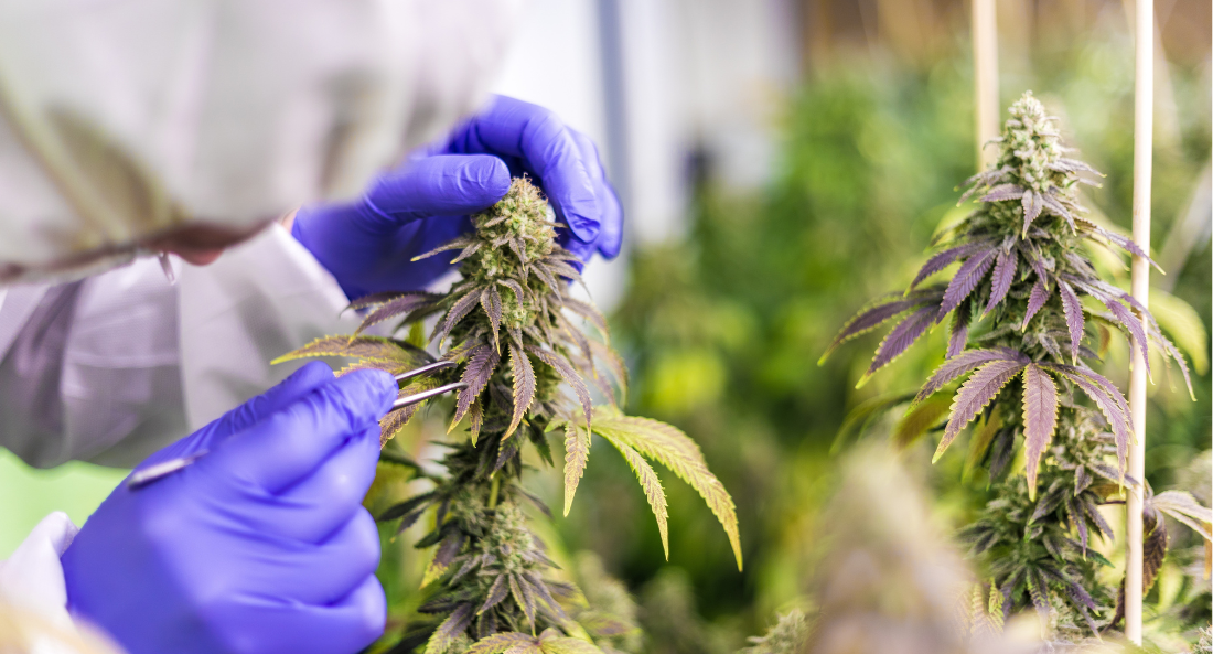 CBD plant cultivation
