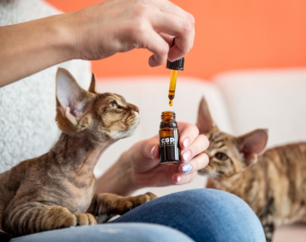 person feeding cats CBD oil