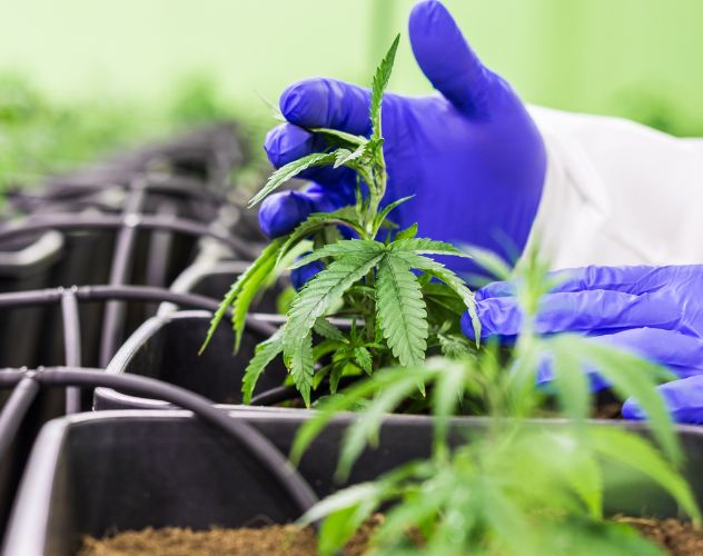 cbd flower cultivation