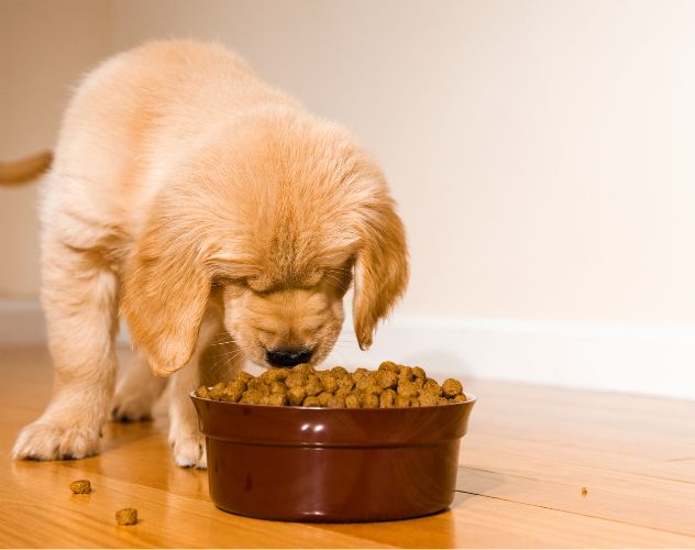 puppy eating dog food