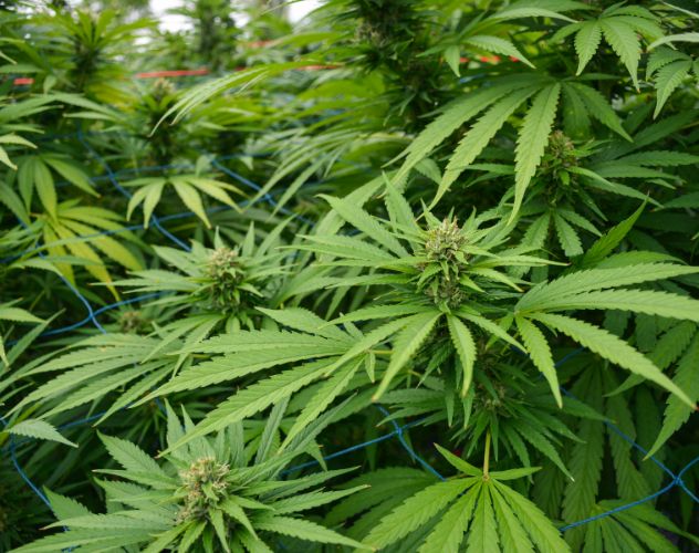 hemp plant