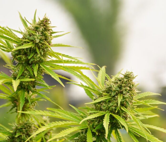 hemp plants
