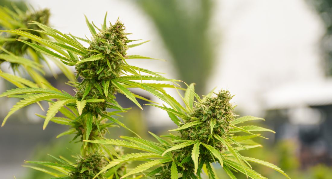 hemp plants