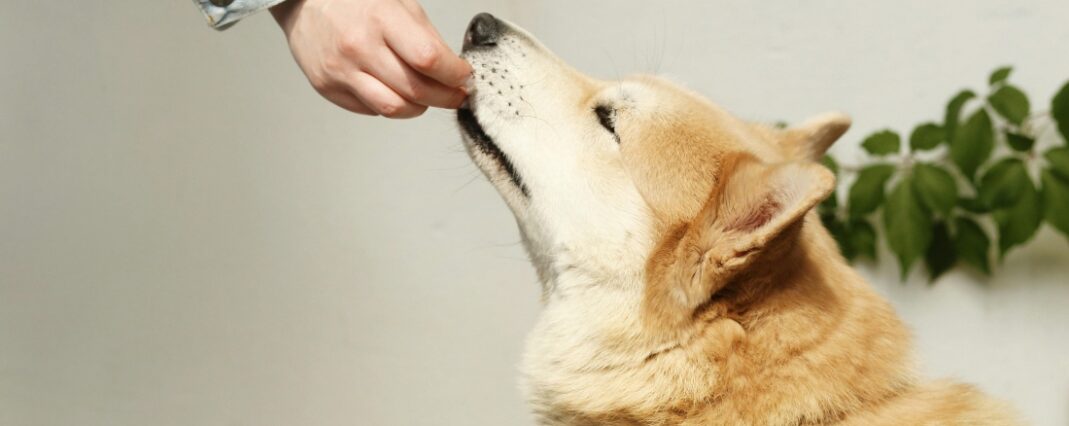 Person feeding dog a treat