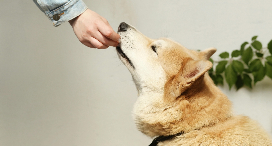 Person feeding dog a treat