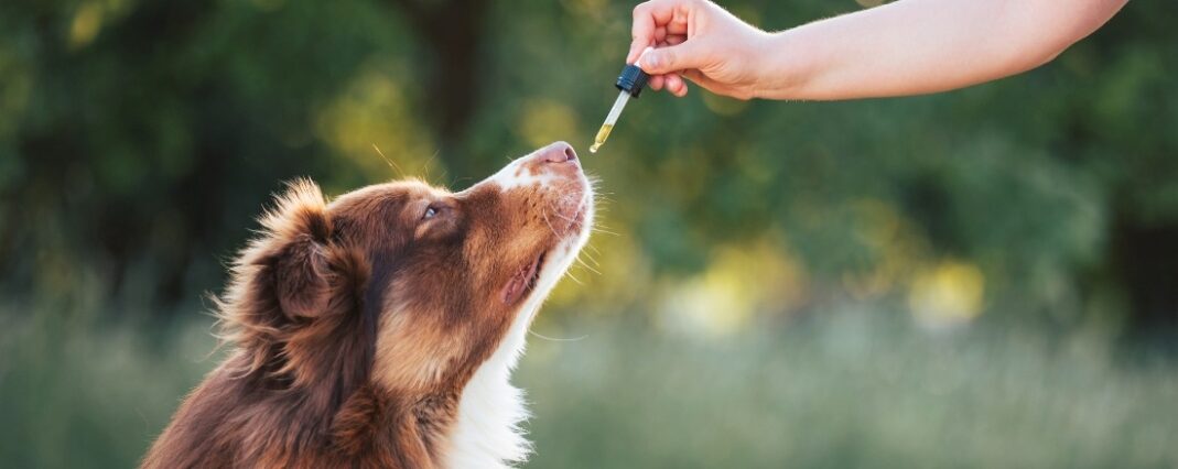 administering CBD oil to dog