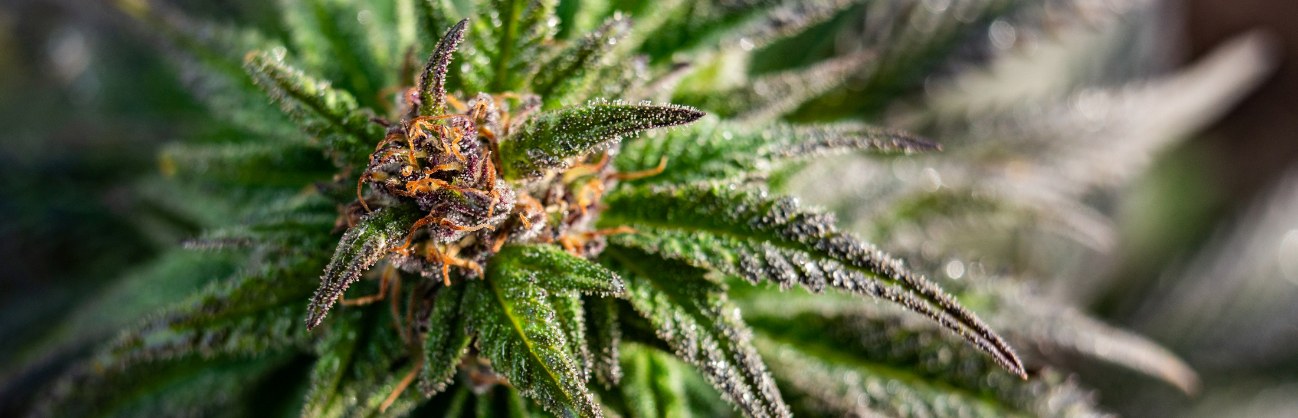hemp plant up close