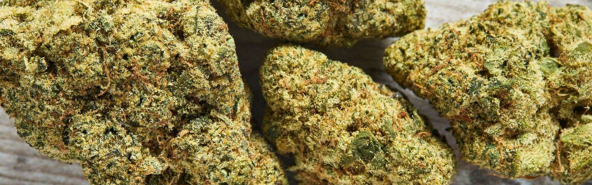 cbd flower buds