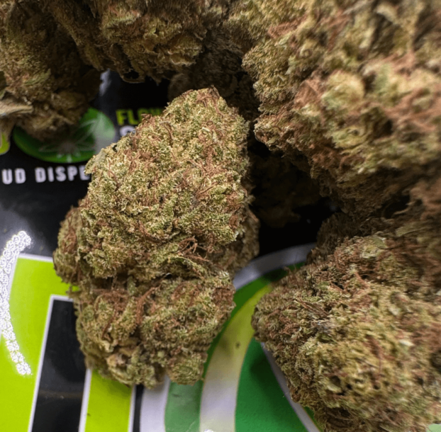 Organic Jack Herer CBD buds ideal for calming tea infusion