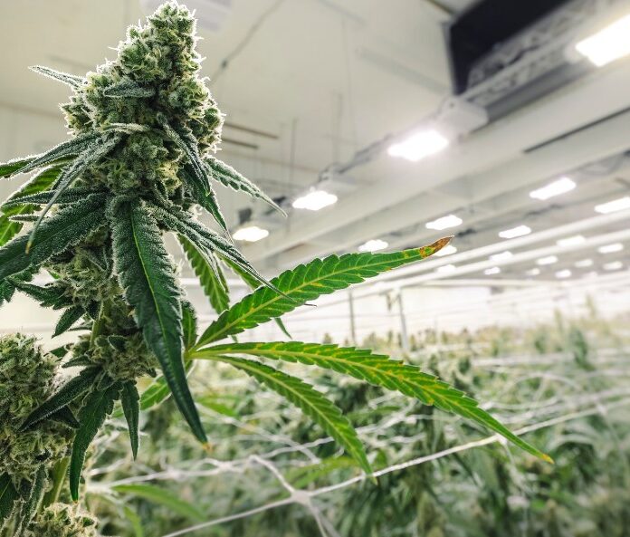 hemp plant greenhouse