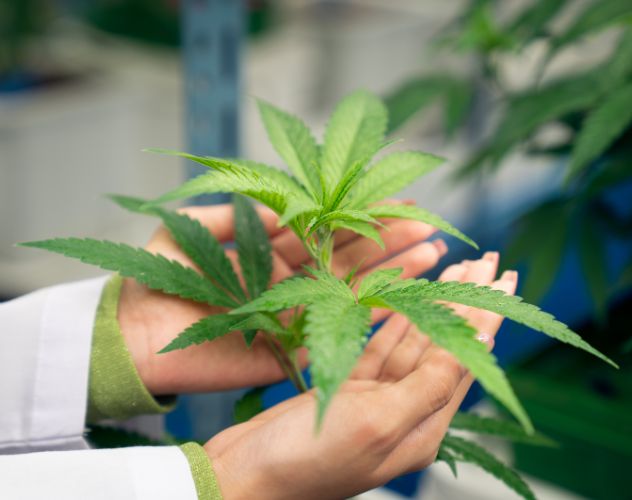 person holding hemp plant in lab