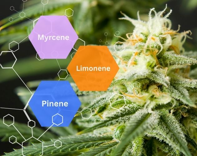 cbd flower bud with terpenes in bubbles overlayed